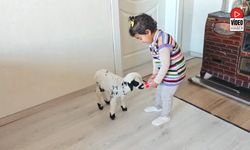 Annesinin Reddettiği Kuzuya 3 Yaşındaki Ezo'nun Şefkati Yürekleri Isıttı