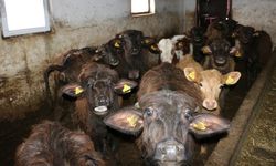 Erzincan’da Manda Yetiştiriciliği İçin Araştırmalar Sürüyor