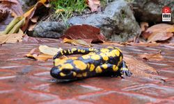 Koruma Altındaki ’Benekli Semenderler’ Kemaliye’de Görüntülendi