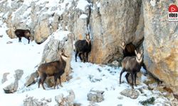 Munzur'un Beyaz Zirvesinde Şamualar Görüntülendi