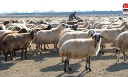 Erzincan'da Sürüler Merada