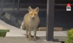 Tilki Evin Bahçesine Girip Kedi Mamalarını Yedi