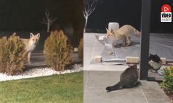 Erzincan’da Kedilerin Mamasına Göz Diken Tilki Kedinin Saldırısına Uğradı