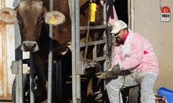 Verimliliği Arttıran Uygulama: Tırnak Bakım Çalışmaları