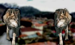 Kurtlar Cimini Mesken Tuttu