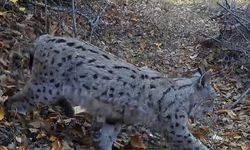"Ormanın Hayaleti" Vaşak Erzincan’da Görüntülendi