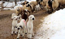 Besiciler Uykusuz, Kuzular Güvende