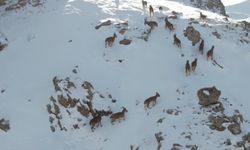 Dağ Keçileri Karlı Arazide Yiyecek Ararken Görüntülendi