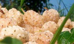 Erzincan'da Kapama Dut Bahçesi Kurulacak