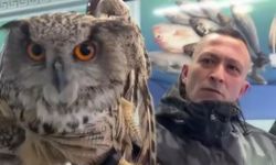 Erzincan'da soğuktan bitkin düşen baykuş vatandaşların duyarlılığıyla kurtarıldı