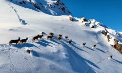 Munzur Dağları'nda Yaban Keçilerinin Göçü Görüntülendi