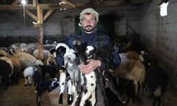Yeni doğan kuzularla birlikte Erzincanlı besicilerde tatlı bir telaş yaşanıyor