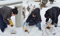 Sevgi Dolu Eller Sokak Hayvanları İçin Uzandı