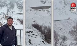 Dağ Keçileri Beyaz Örtü Altında Görsel Şölen Sundu