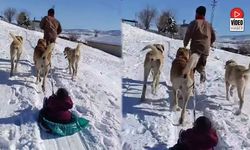 Köyde Kar Eğlencesi: Kangal Köpeği Lastik Kızağı Çekti
