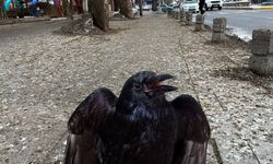 Erzincan’da Karga Pislikleri Hastalık Saçıyor; Çözüm Yok