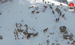 Dağ Keçileri Karlı Arazide Yiyecek Ararken Görüntülendi