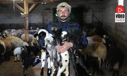 Erzincan'da 2026'nın İlk Kuzuları Doğdu