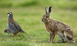 Erzincan'da Keklik ve Tavşan Avı Yasaklandı