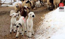 Besiciler Uykusuz, Kuzular Güvende