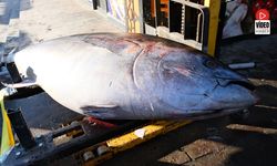 Dev Orkinos Erzincan’da Vatandaşların İlgi Odağı Oldu