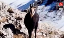 Munzur'un Beyaz Zirvesinde Şamualar Görüntülendi