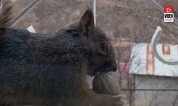 Aç Kalan Sincaplar Pencerelere Misafir Oluyor