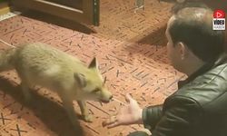 Erzincan'da İlginç Dostluk: Tilkiyi Evinde Eliyle Besliyor