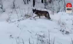 Erzincan Üzümlü’de Kurt Tedirginliği Artıyor