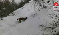 Erzincan'da Vaşaktan Kurda Yaban Hayatı Kayıt Altında
