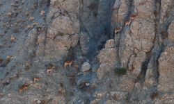 Munzur'un sarp kayalıklarında yaban keçileri