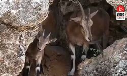 Erzincan'da Dağ Keçileri Drone Kamerasına Yansıdı