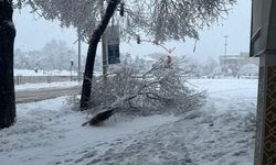 Ağaçlar Kar Yağışına Dayanamıyor