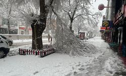 Kar Yağışına Dayanamayan Ağaçlar Kırıldı