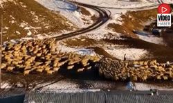 Dağın Huzuru, Emeğin Sesi: İliç'te Küçükbaş Hayvancılık