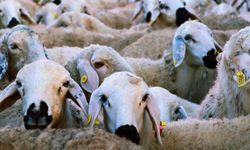 Kırsalda 150 Bin Küçükbaş Üreticiyle Buluşacak