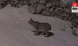 Köy Yerleşim Alanında Yiyecek Arayan Vaşak Güvenlik Kamerasına Yansıdı