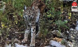 'Ormanın hayaleti' Vaşak Kemaliye'de Görüntülendi