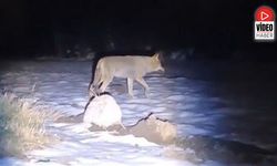 Erzincan'da Aç Kalan Kurtlar Köye İndi