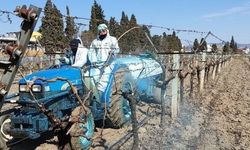 Erzincan Tarım Müdürlüğü'nden bordo bulamacı uyarısı: Uygulama zamanını kaçırmayın