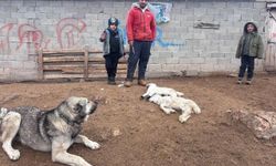 Erzincan'da kuzu telefleriyle ilgili numuneler laboratuvara gönderildi