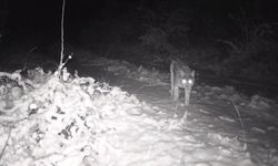 Erzincan'da yaban hayatı fotokapanla görüntüleniyor