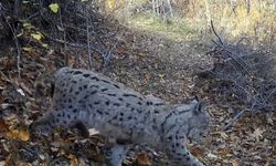'Ormanın Hayaleti' vaşak güvenlik kamerasına yansıdı