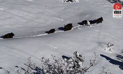 Yaban Domuzu Sürüsü Havadan Görüntülendi