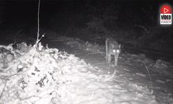 Erzincan'da Yaban Hayatı Fotokapanla Görüntüleniyor