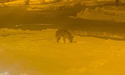 Aç Kalan Kurt Şehre İndi