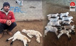 Erzincan'da Kuzu Telefleriyle İlgili Numuneler Laboratuvara Gönderildi