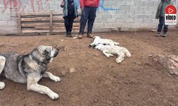 Kuzular Belirti Göstermeden Bir Anda Telef Oluyor