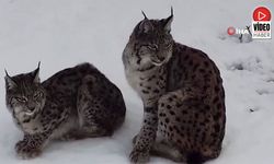 Karlı Arazide “Ormanın Hayaleti” Görüntülendi