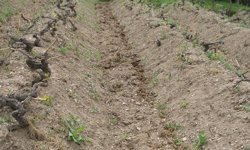 Bağlarda Yüksek Verim İçin Toprak ve Gübreleme Uyarısı